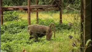 Beauty In Black: Stunning and spectacular babe sucks a huge cock before getting pounded from behind