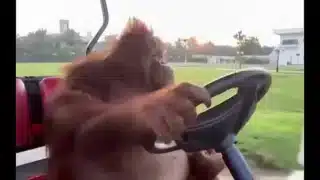 Procurando interesseira com minha ferrari (Fudi dentro do carro com a puta da elisa sanches e adriana chechik em um único vídeo) por Miami e são paulo