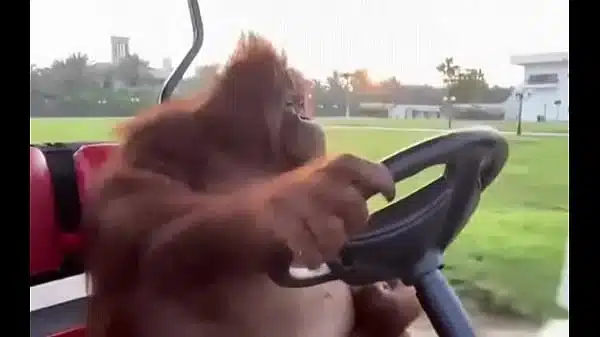 Procurando interesseira com minha ferrari (Fudi dentro do carro com a puta da elisa sanches e adriana chechik em um único vídeo) por Miami e são paulo