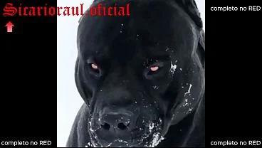 COMPILADO MÉGANE com gostosas