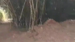 Pissing on my boy’s chest and then drinking it