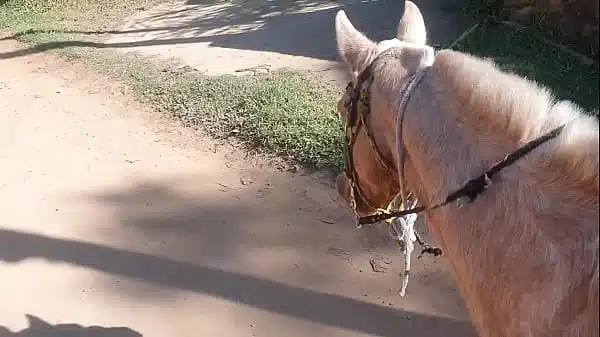 cavalguei tanto que me exitei tive que descontar com o cavalo